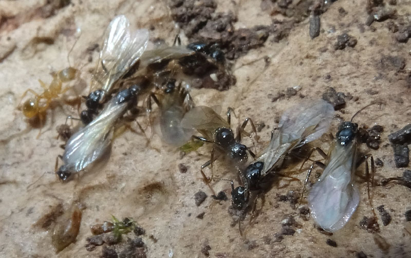 colonia intera di Myrmica sp. - Formicidae